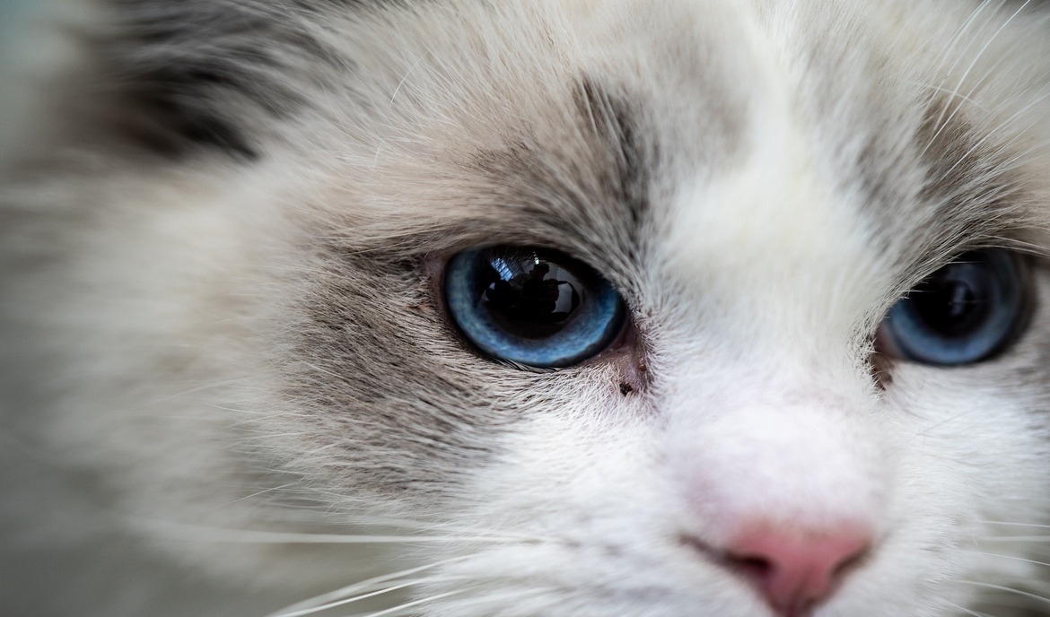 Ragdoll: Kattenvoer en rasportret